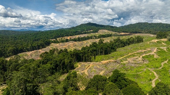 Abgeholzter Regenwald auf Borneo Indonesien