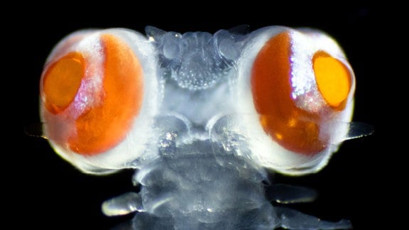 Borstenwurm, auch Vielborster (Polychaeta) genannt, aus der Familie der Phyllodocidae, mit  extrem große Augen