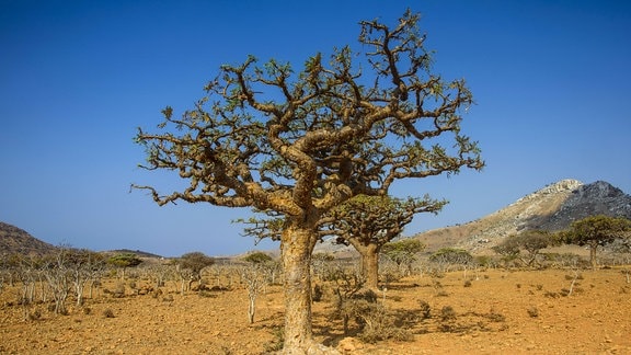 Weihrauchbaum in einer kargen Wüstenlandschaft.