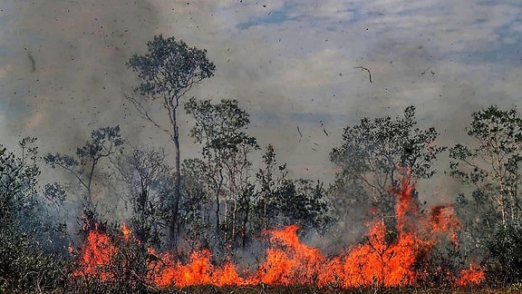 Brennender Amazonas