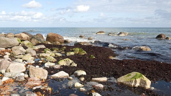 Braunalgen am Ostseestrand