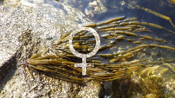 Algenpflanze auf Stein von oben mit langen, dünnen Schläuchen mit Finger-artigen Segmenten, halb im Wasser, halb an der Luft. Darauf Weiblich-Zeichen, Füllung aus anderen Teilen des Bildes