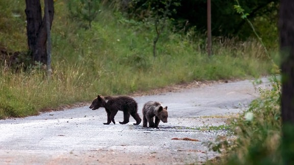 Zwei Braunbären tummeln sich auf einem Weg in den Abruzzen.