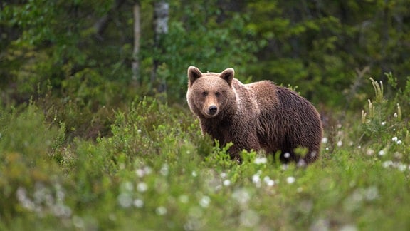 Braunbär