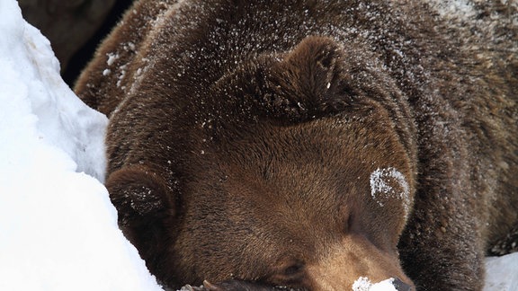 Braunbär schläft im Schnee