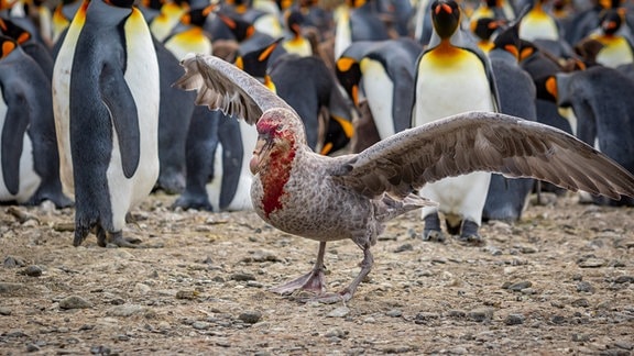 Brauner Skua vor einer Pinguin-Kolonie auf Südgeorgien