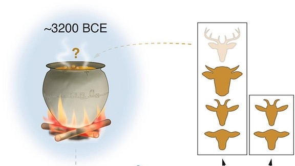 Eine Infografik, die zeigt, dass Proteine von dem Fleisch, was in der Bronzezeit im Kessel gekocht wurde, Forschenden heute offenlegt, was damals gegessen wurde. 