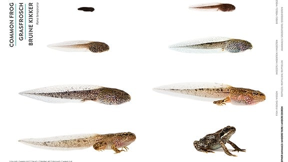 Acht Bilder von der Entwicklung des Frosches.