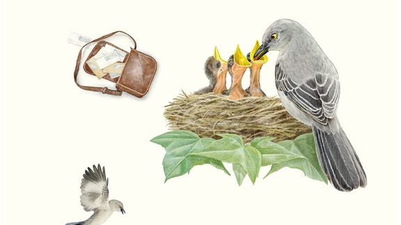 Gartenspottdrossel aus dem Buch "In 80 Vögeln um die Welt"
