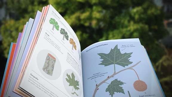 Offenes mit Illustrationen von Blättern, Ästen, Bäumen vor einem großen grünen Baum im Hintergrund