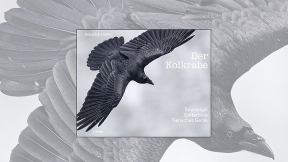 Cover des Buchs in Schwarz-Weiß-Optik. Großer Rabe fliegt von links oben in die rechte untere Ecke des Bildes. 