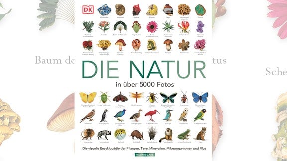 Das Cover unserer Buchempfehlung zeigt 41 kleinteilige Fotos von Tieren, Pflanzen, Pilzen, Gesteinen und Mineralien.