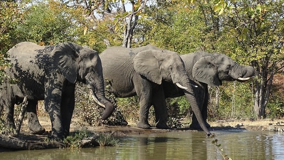 Wasserloch, umgeben von Bäumen. Davor drei junge Elefantenbullen. Einer davon saugt Wasser in seinen Rüssel; die beiden anderen führen ihre Rüssel zum Maul. Der vordere Elefant steht im Halbschatten.