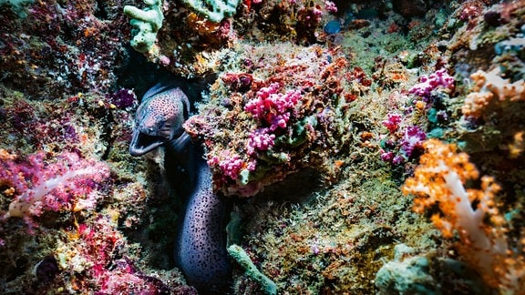 Eine bunte Korallenwelt mit einer blau-rosa schimmernden Muräne, die dem Betrachter entgegenblickt.