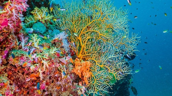 Korallen und Fische, bunt leuchtend. 