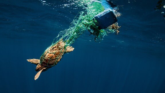 Schildkröte versucht, aus einem grünen Netz zu entkommen