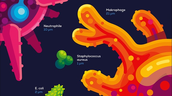 Das Bild zeigt die Größenverhältnisse verschiedener Viren und Bakterien im Verhältnis zu einem roten Blutkörperchen.