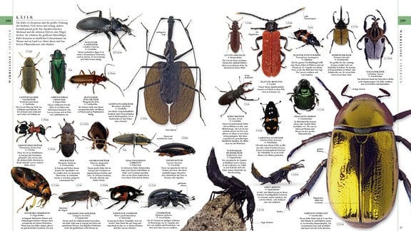 Verschiedene Käfer auf einer Buchdoppelseite abgebildet.