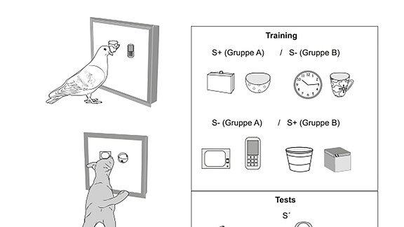 Links drei Touchscreens mit jeweils zwei Symbolen zur Auswahl, davor eine Taube, ein Hund und ein Mann. Rechts acht Zweiergruppen von Symbolen, die im Test zum Einsatz kommen.