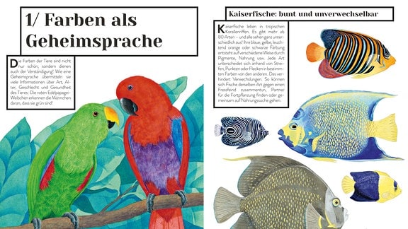 Die Doppelseite widmet sich den Farben als Geheimsprache. Links werden zwei unterschiedliche Papageien gezeigt, rechts sechs von über 80 Arten von Kaiserfischen.