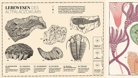 Die Doppelseite zeigt Lebewesen des sog. "Altpaläozoikums", von einem kiefernlosen Fisch über Korallen bis zum Gliederfüßler.