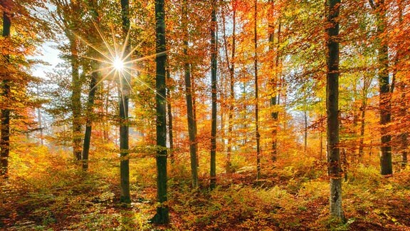 Herbstlich gefärbte Buchen im Nebel