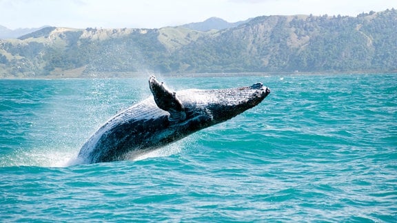 Gigantischer Buckelwal vor der Küste Neuseelands