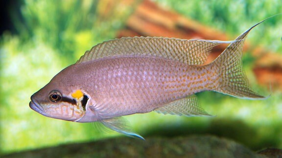 Buntbarsch (Neolamprologus pulcher) im Tanganjikasee 