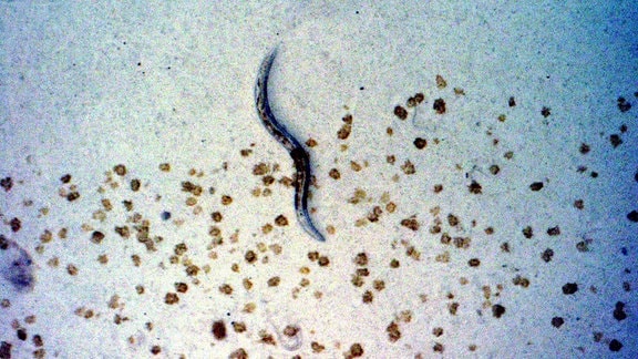 Rundwurm C. elegans