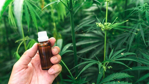 CBD: Cannabis-Wirkstoff Gegen Krebs | MDR.DE