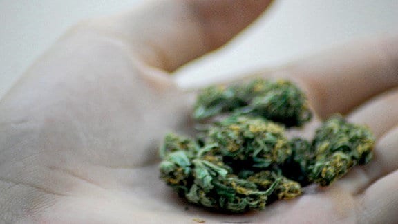 Cannabis Blüten in einer Hand. Der illegale Cannabis-Markt überlebt vor allem wegen des geringeren Preises und der Bequemlichkeit der Konsumenten.