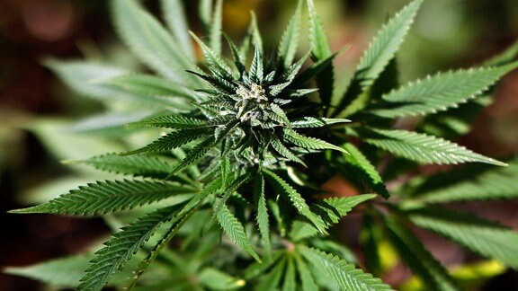 Eine blühende Marihuana-Pflanze auf einem Feld.
