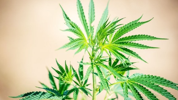 Der Gras-Kreislauf: Zu Jahresbeginn wird weniger Marihuana