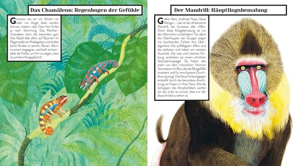 Auf der linken Seite nehmen zwei Chamäleons bei einer Begegnung als Kriegssignal unterschiedliche Farbmuster an. Auf der rechten Seite ist ein Mandrillmännchen zu sehen. Der Affe demonstriert mit leuchtenden Farben seine Überlegenheit.