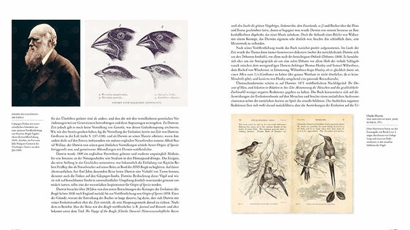 Die Doppelseite zeigt drei Bilder, links ein Foto von Charles Darwin aus dem Jahr 1868, daneben vier unterschiedliche Schnabelformen der Galapagos-Finken und auf der rechten Seite zwei Vogelarten, jeweils als männlicher und weiblicher Vogel abgebildet. 
