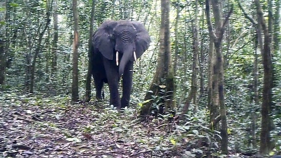 Wildtierkamera-Aufnahme eines Elefanten in einem afrikanischen Wald.