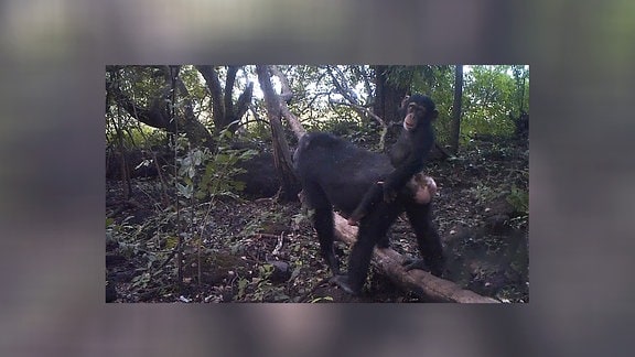 Wildtierkamera-Aufnahme einer davonlaufenden Schimpansen-Mutter mit einem Jungen auf dem Rücken. 