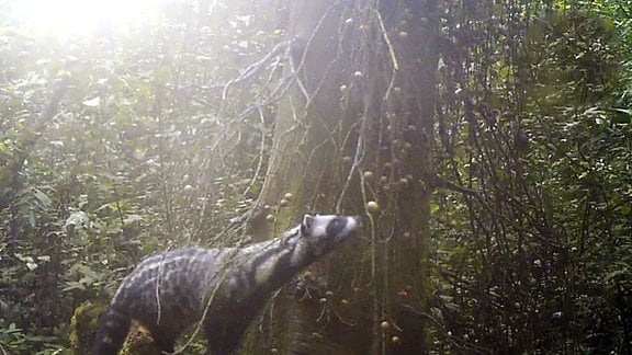 Wildtierkamera-Aufnahme einer Afrikanischen Zibetkatze, die an einem Baum schnüffelt. 