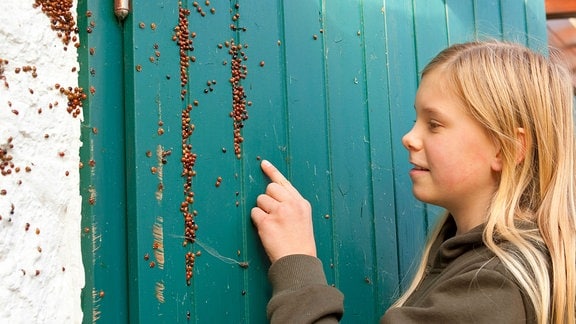 Kind entdeckt hinter einem Fensterladen Ansammlung Asiatischer Marienkäfer