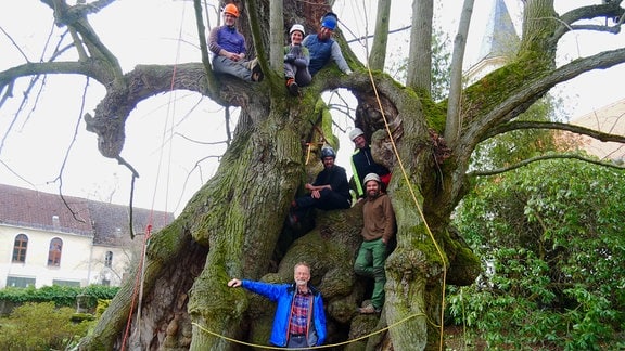 Sieben Personen mit Helmen sitzen und stehen im Stamm und auf riesigen Ästen eines sehr alten Baumes. Der Stamm ist so breit wie alle Personen nebeneinander. 