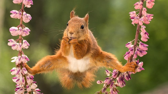 Ein Eichhörnchen blanciert mit den Beinen zwischen zwei Blumen und macht einen Spagat