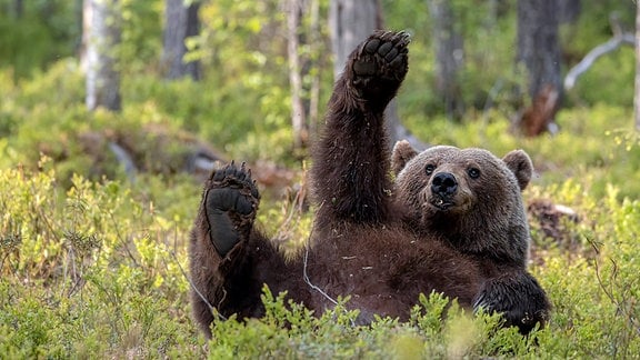 Ein Braunbär liegt in einem Wald auf dem Rücken und scheint mit einer Hand in der Luft zu winken. 