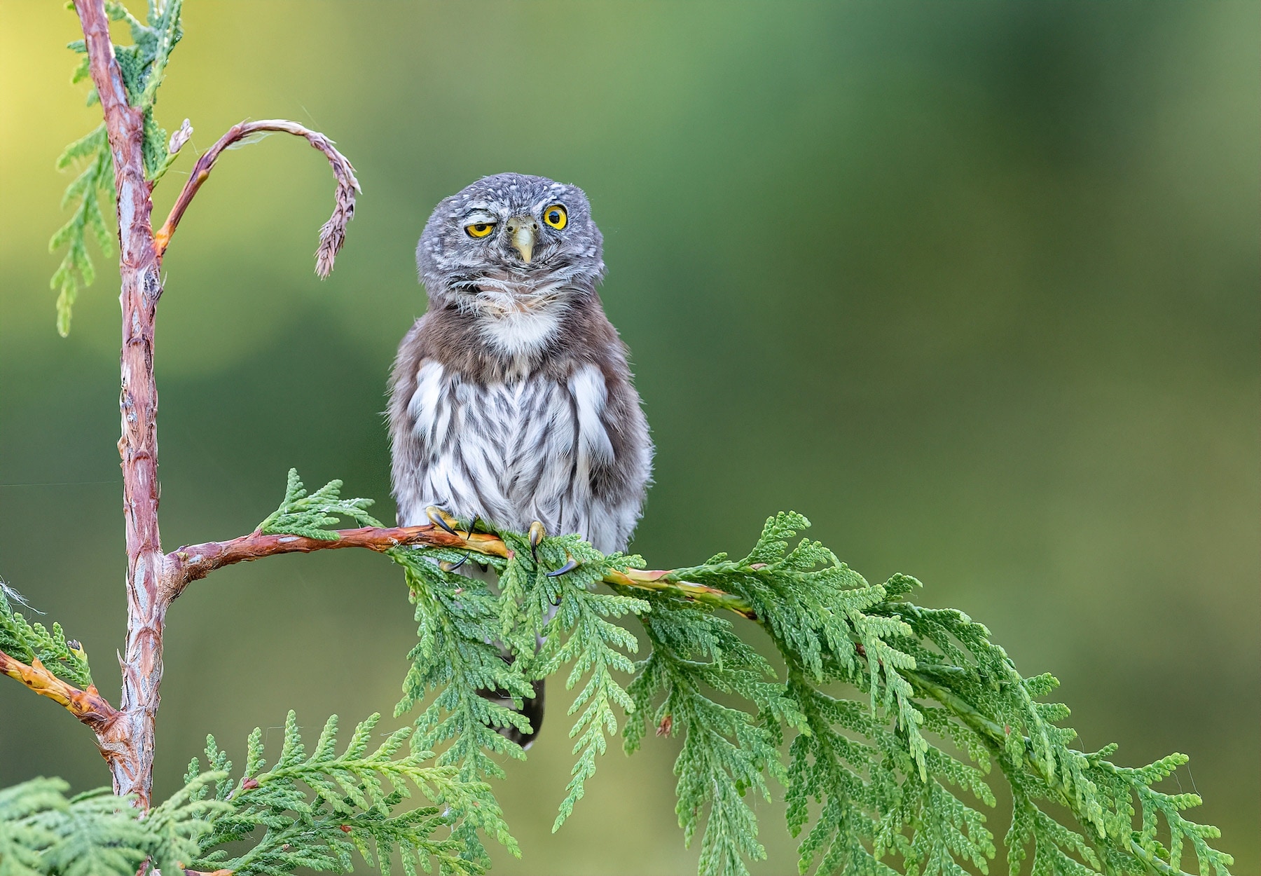 Comedy Wildlife Photography 2020 - Das sind die ersten Kandidaten | MDR.DE