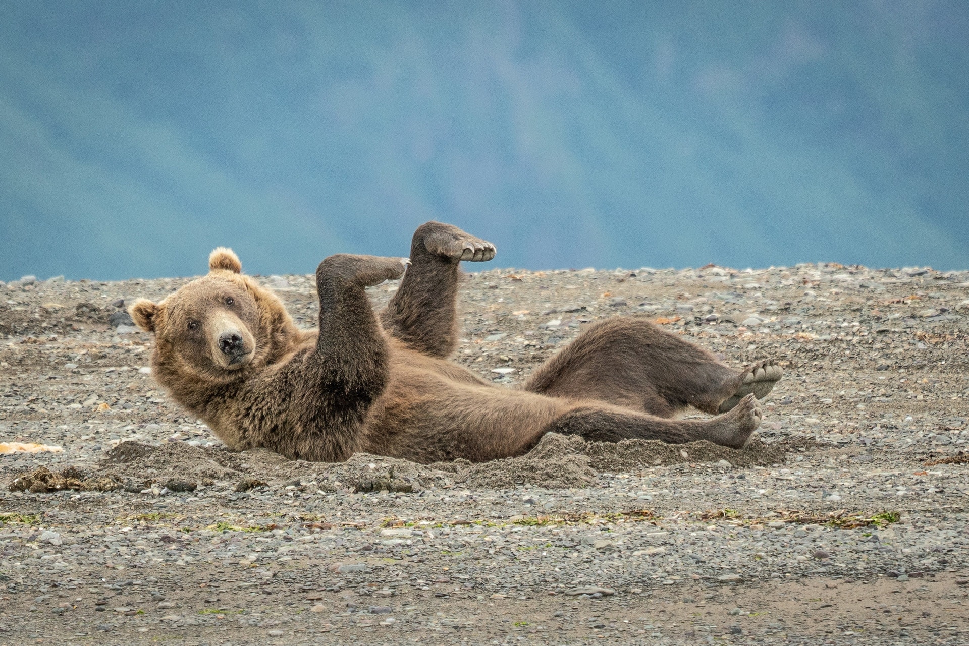 Comedy Wildlife Photography 2020 - Das sind die ersten Kandidaten | MDR.DE