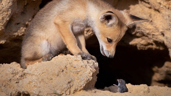 Fuchsblickt auf Maus