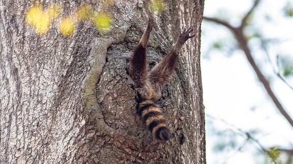 Waschbär