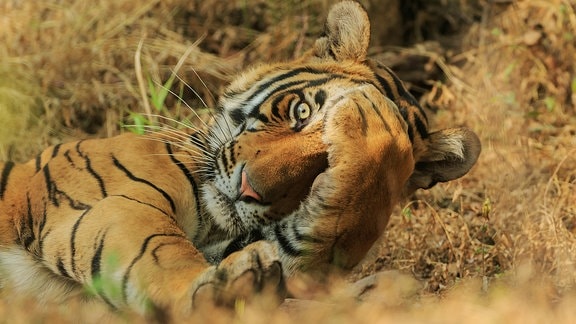 Bengalischer Tiger