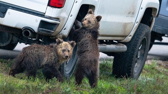 Grizzlybären