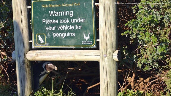 Pinguin unter Schild