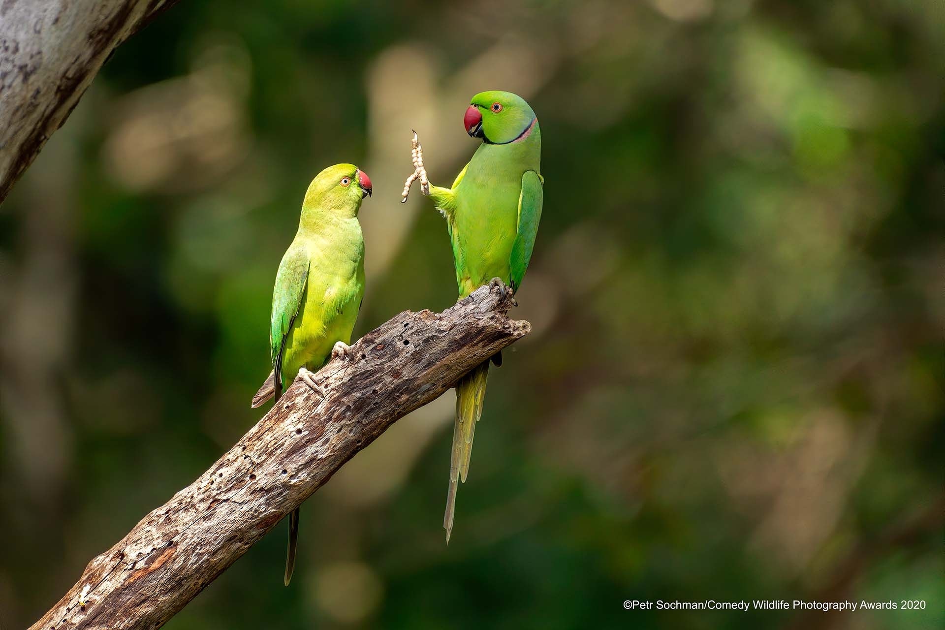 Comedy Wildlife Photography Awards – Finalisten 2020 | MDR.DE